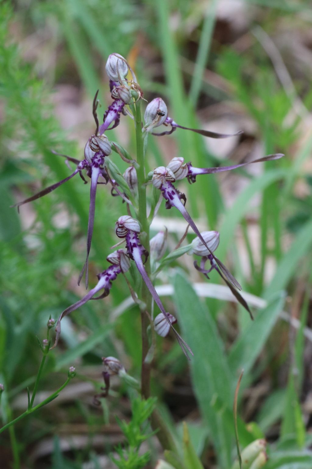 Himantoglossum adriaticum in Abruzzo